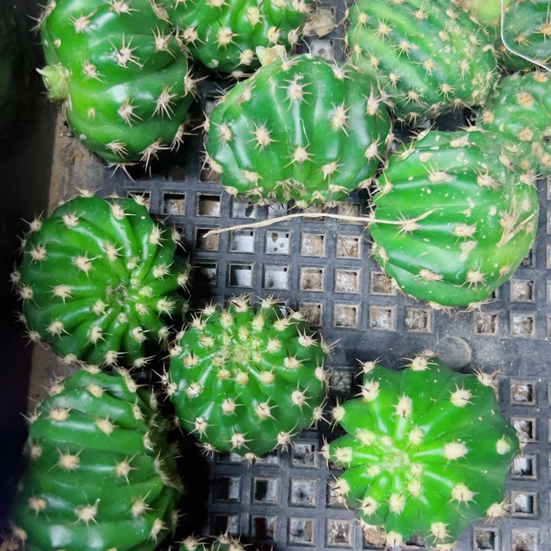 丽花 盲盒 16个侧芽不标名字