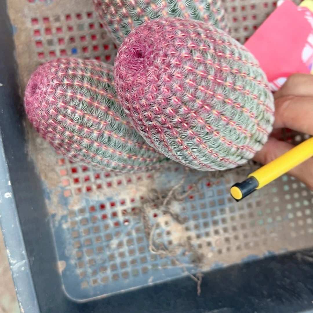 语****零零落落零零落落来了