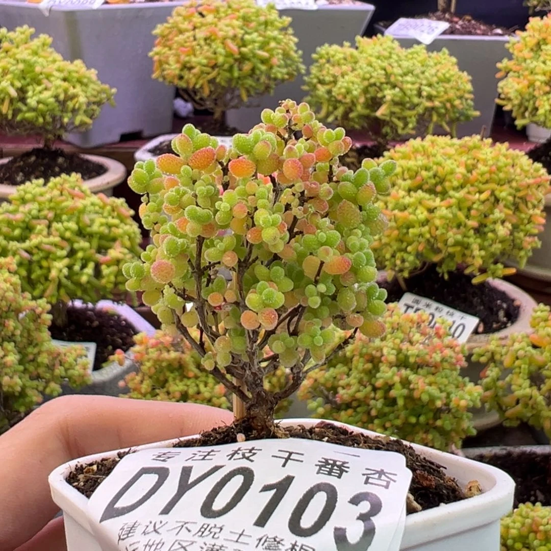 艾***白0103蜜橘糖球。5.5cm盆