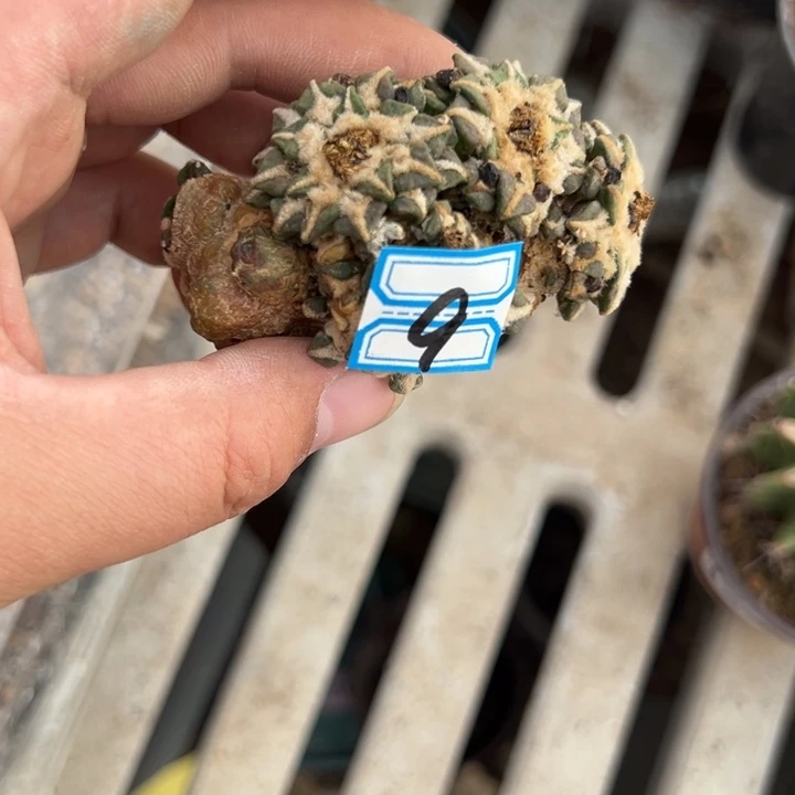 那****美黑牡丹仙人球9号