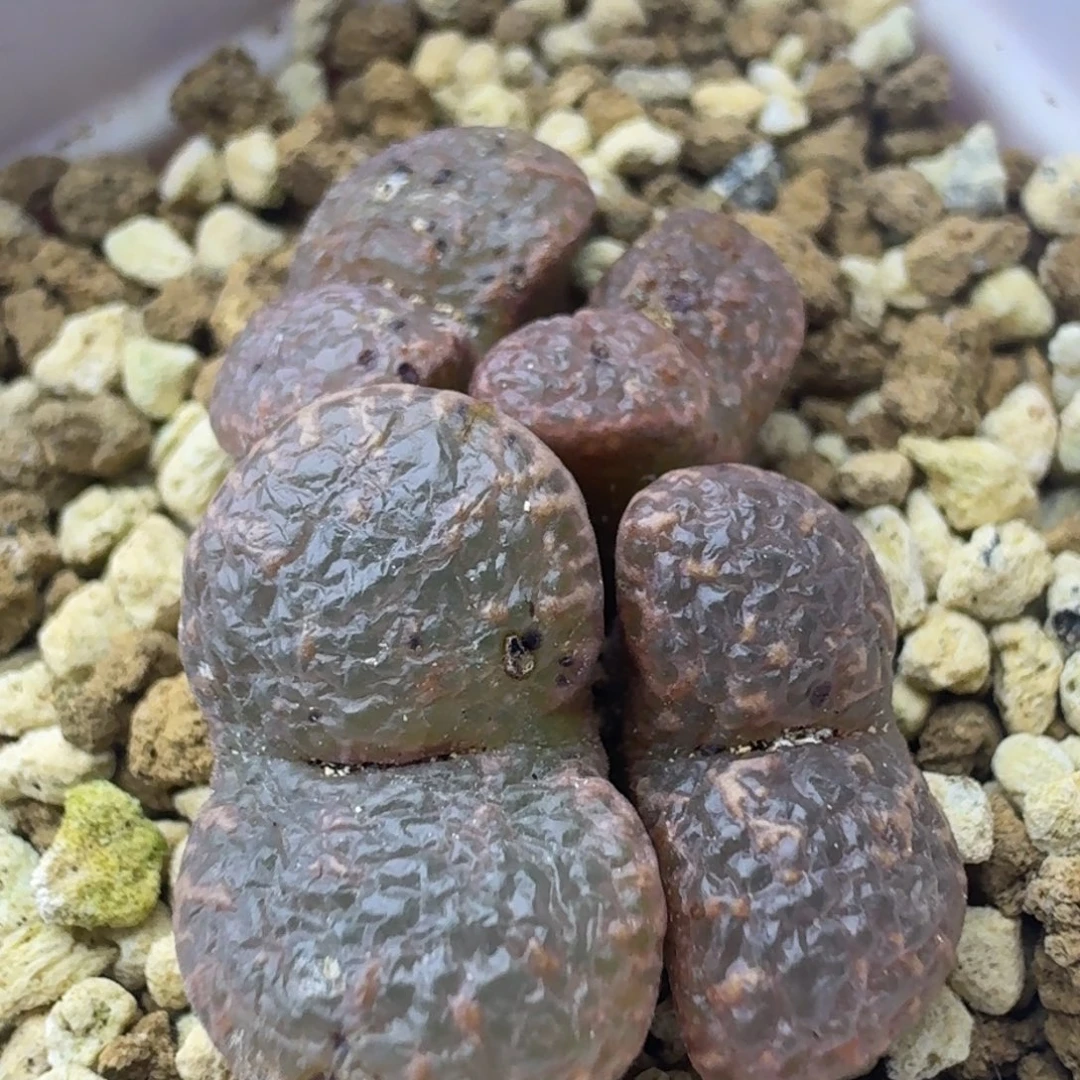 88号大窗勋章一物一拍