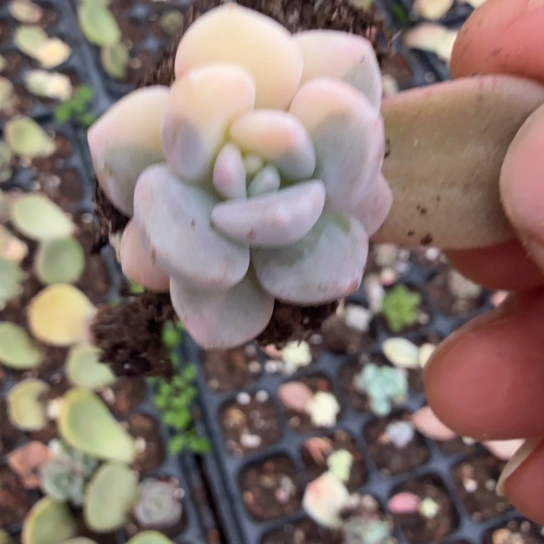 无名盲盒多肉锦植物