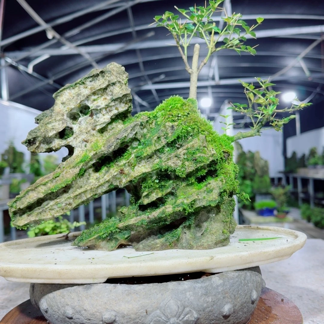 无花朵菖蒲不含盆