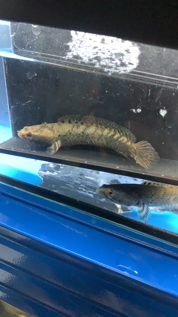 幻红雷龙幻彩红宝石雷龙林巴塔