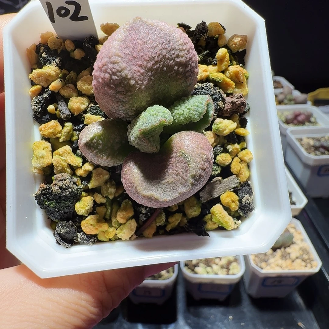 实生水泡，带盆发货，满38包邮，植物售出不退不换