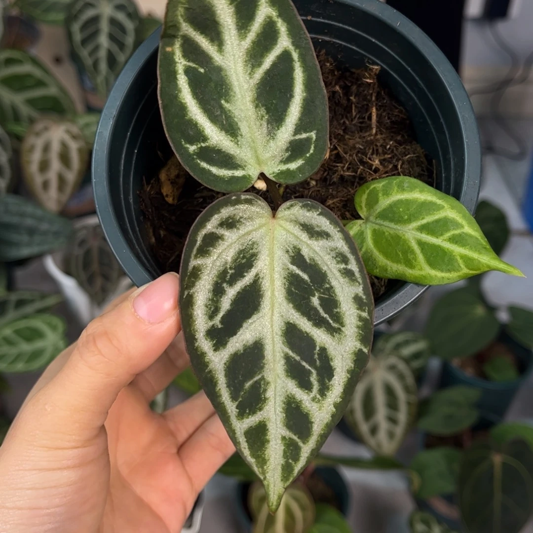 无花朵038   银雪。