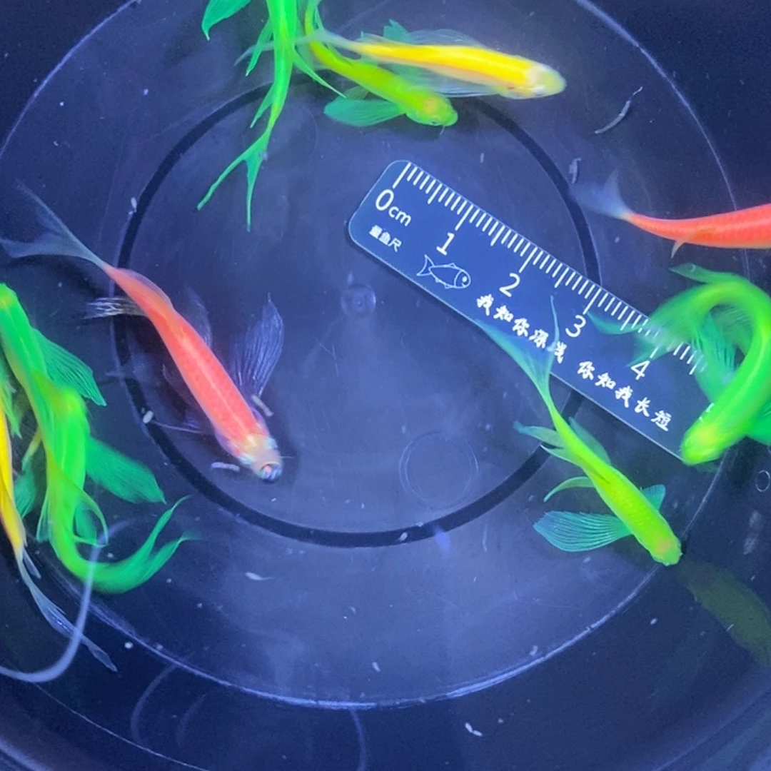 斑马鱼蝶翼斑马福利练手鱼微瑕疵3-4厘米10条