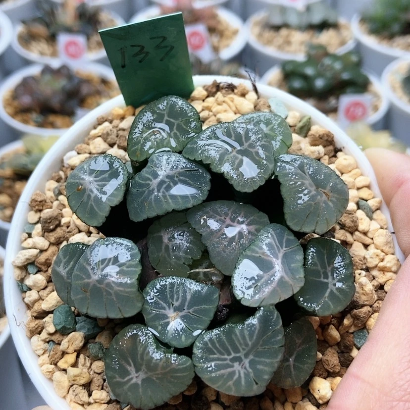 【闪购商品】133梦幻