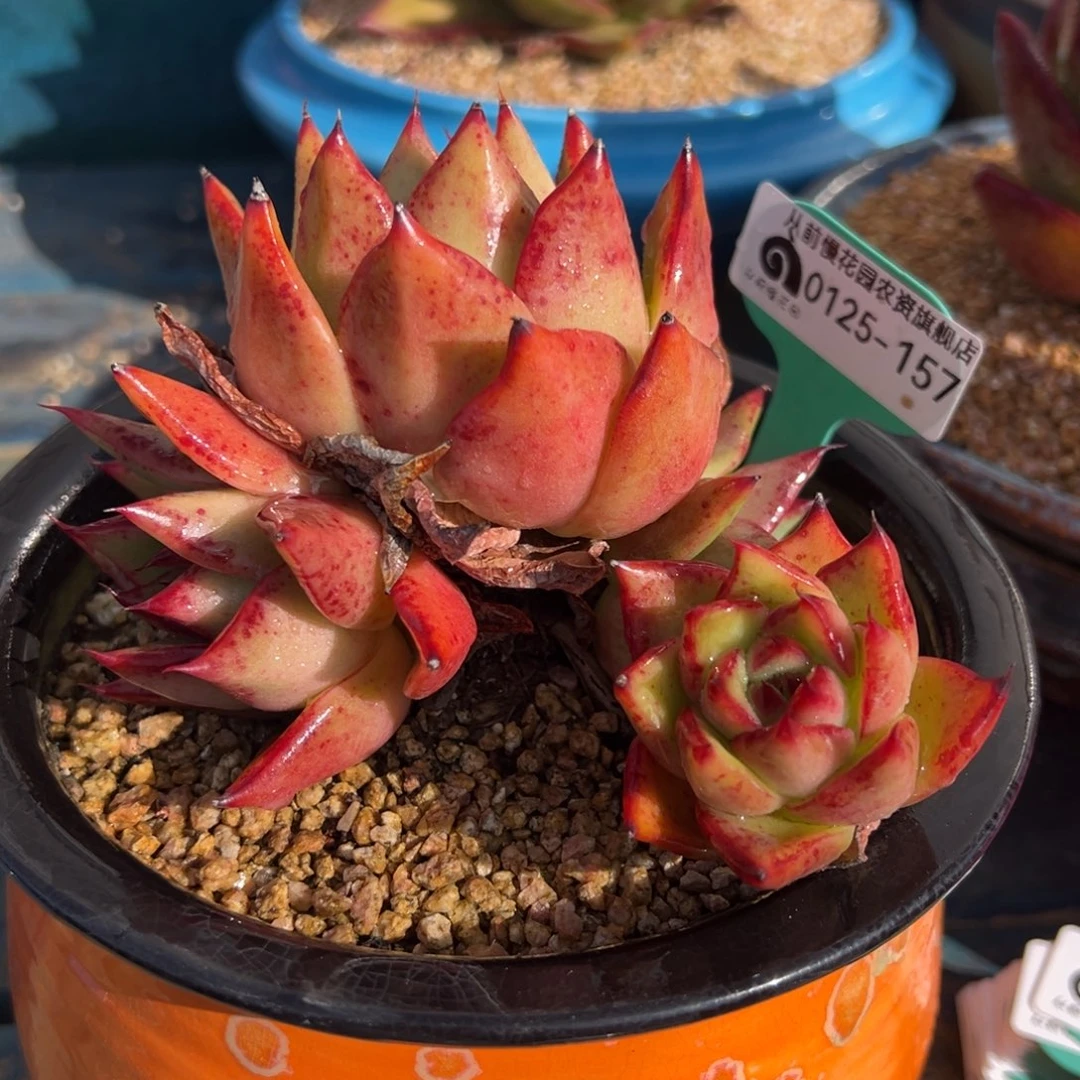 从前慢多肉精选编号0125.157