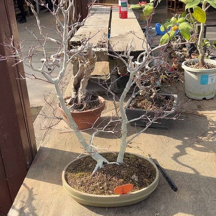 暮***山无花朵盆景不包邮