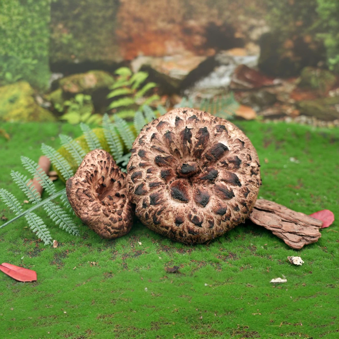 新鲜虎掌菌野生獐子菌山区特产煲汤炒菜美味山珍食材