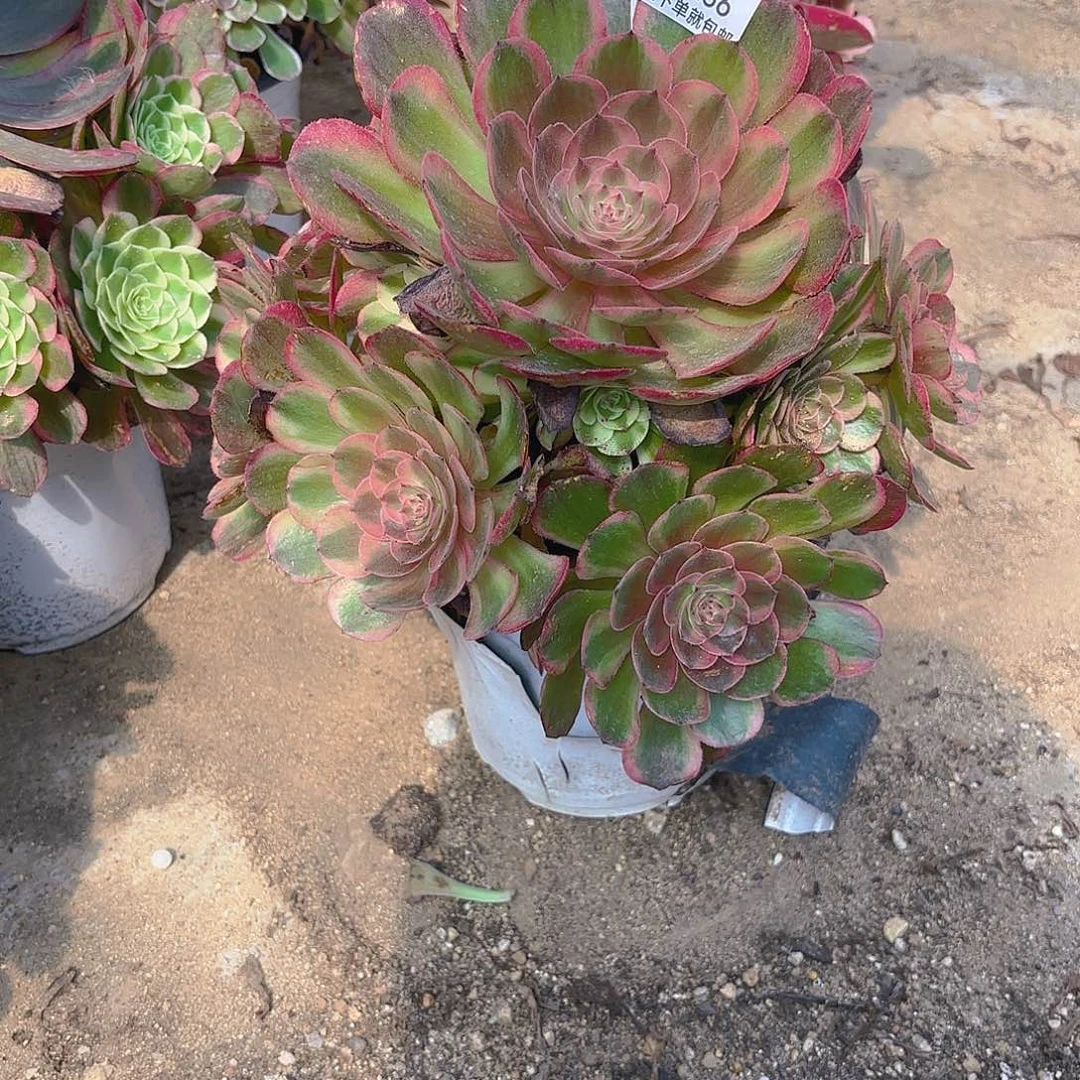 火龙果多肉植物上286