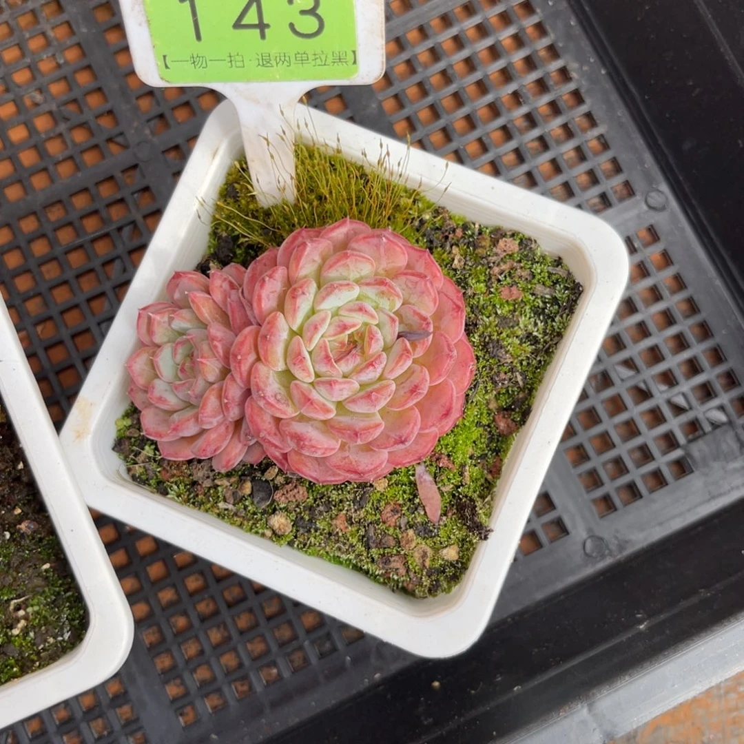 云尘多肉一物一拍143