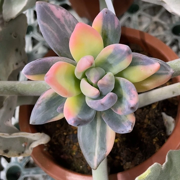 紫丽殿锦一物一拍锦龙