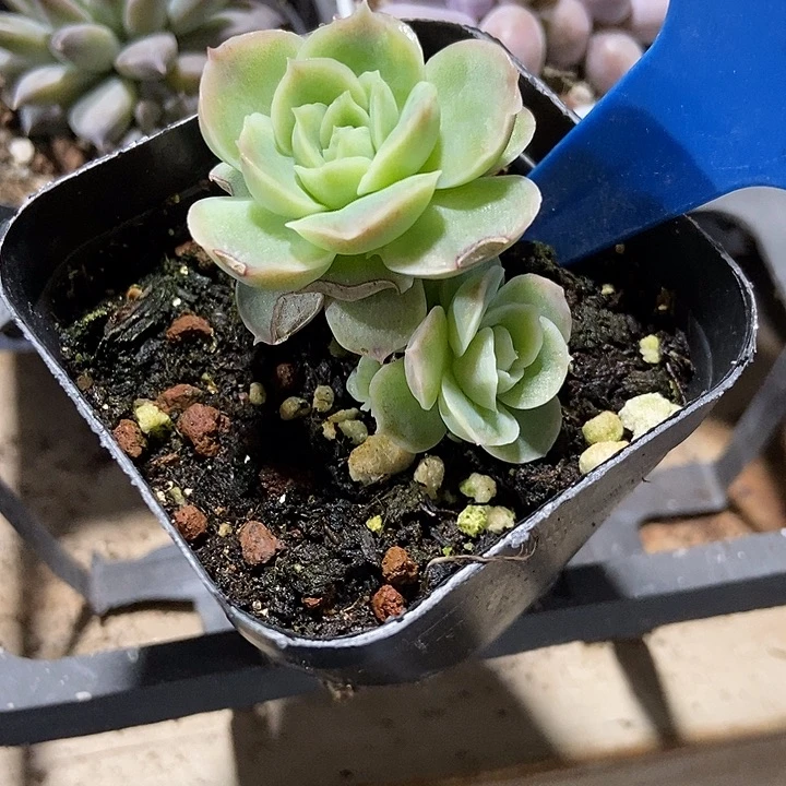 多肉植物虾饺9017