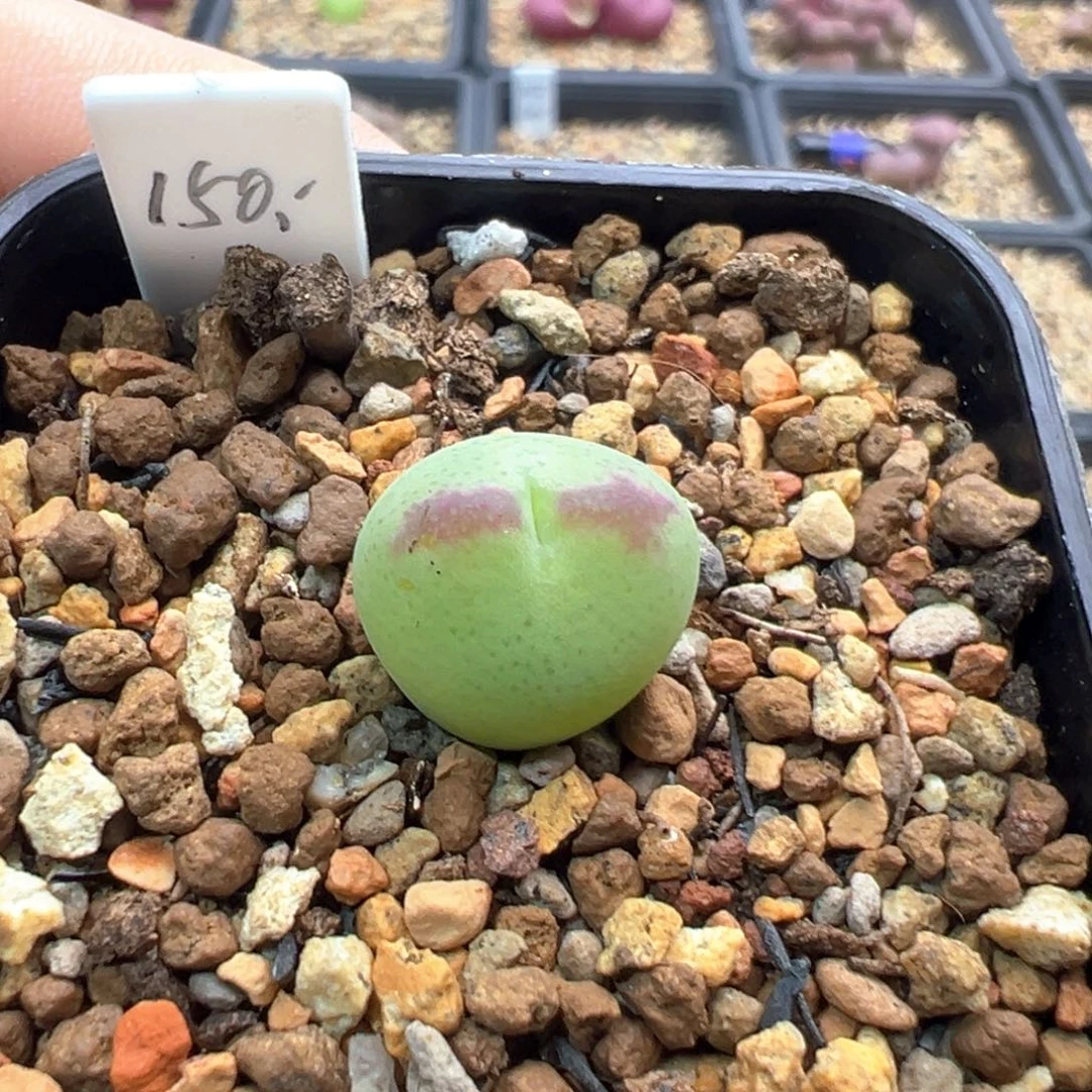 16-245   多基因将杂一棵