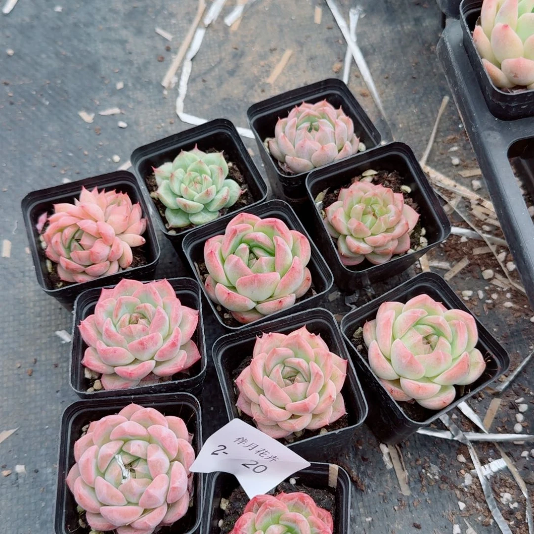 多肉杂交带纹路珍妮十棵量拍左三2-20