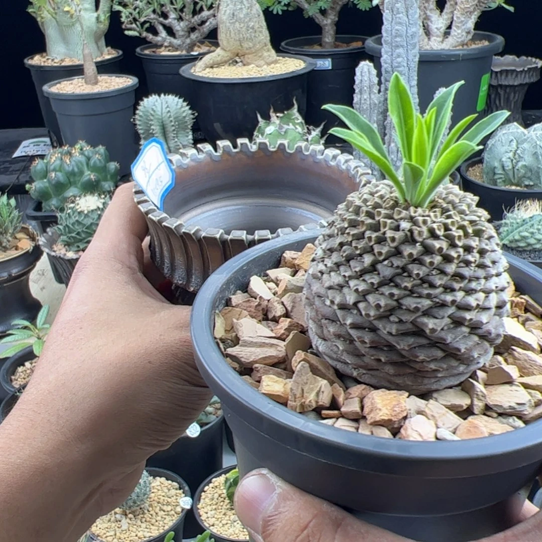 铁甲丸大戟一物一拍带盆发