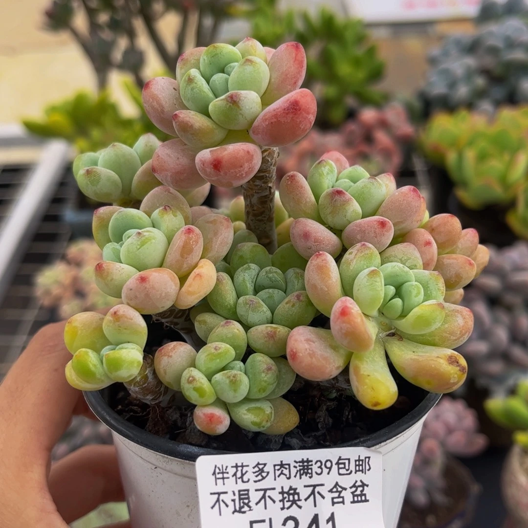 341-白底樱花罗琦多肉7cm