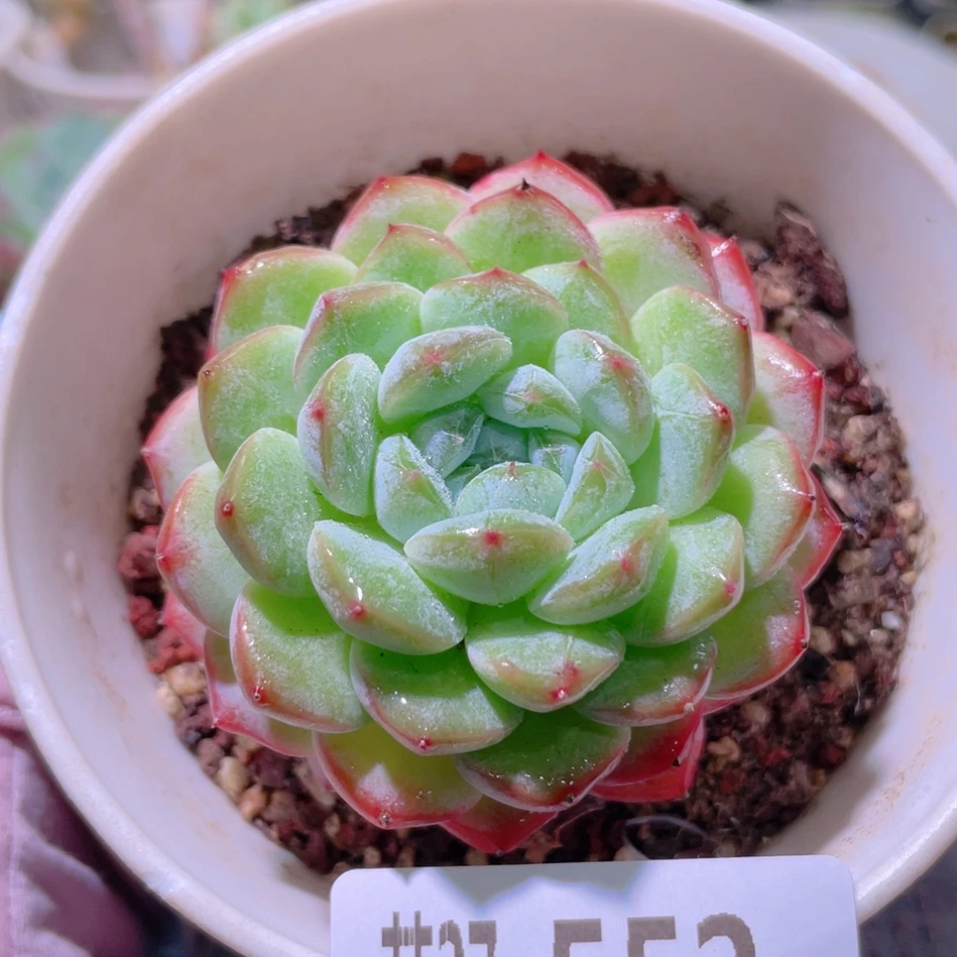 花利美27-552白桃汽水