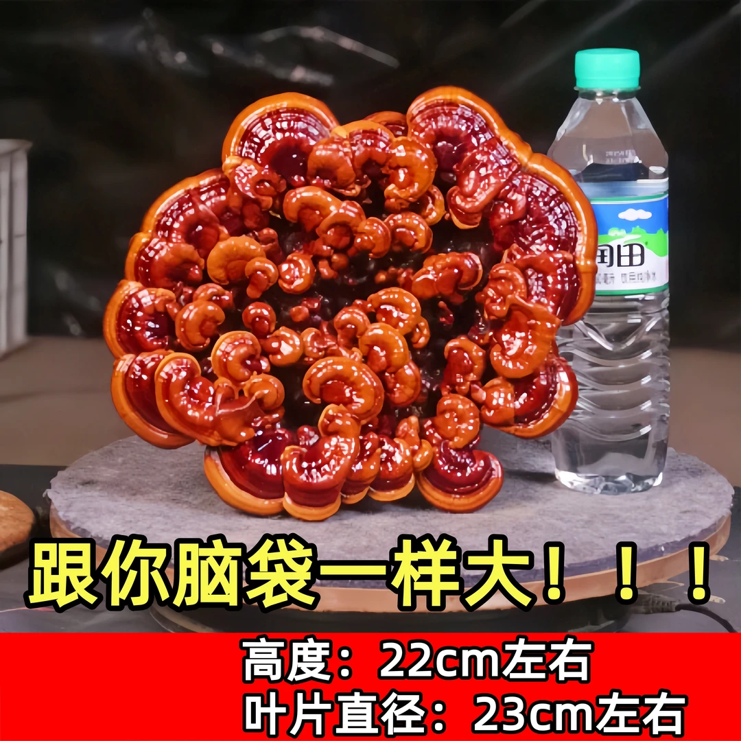 大型单层灵芝 木质化菌类 灵芝盆栽盆景 好养易活