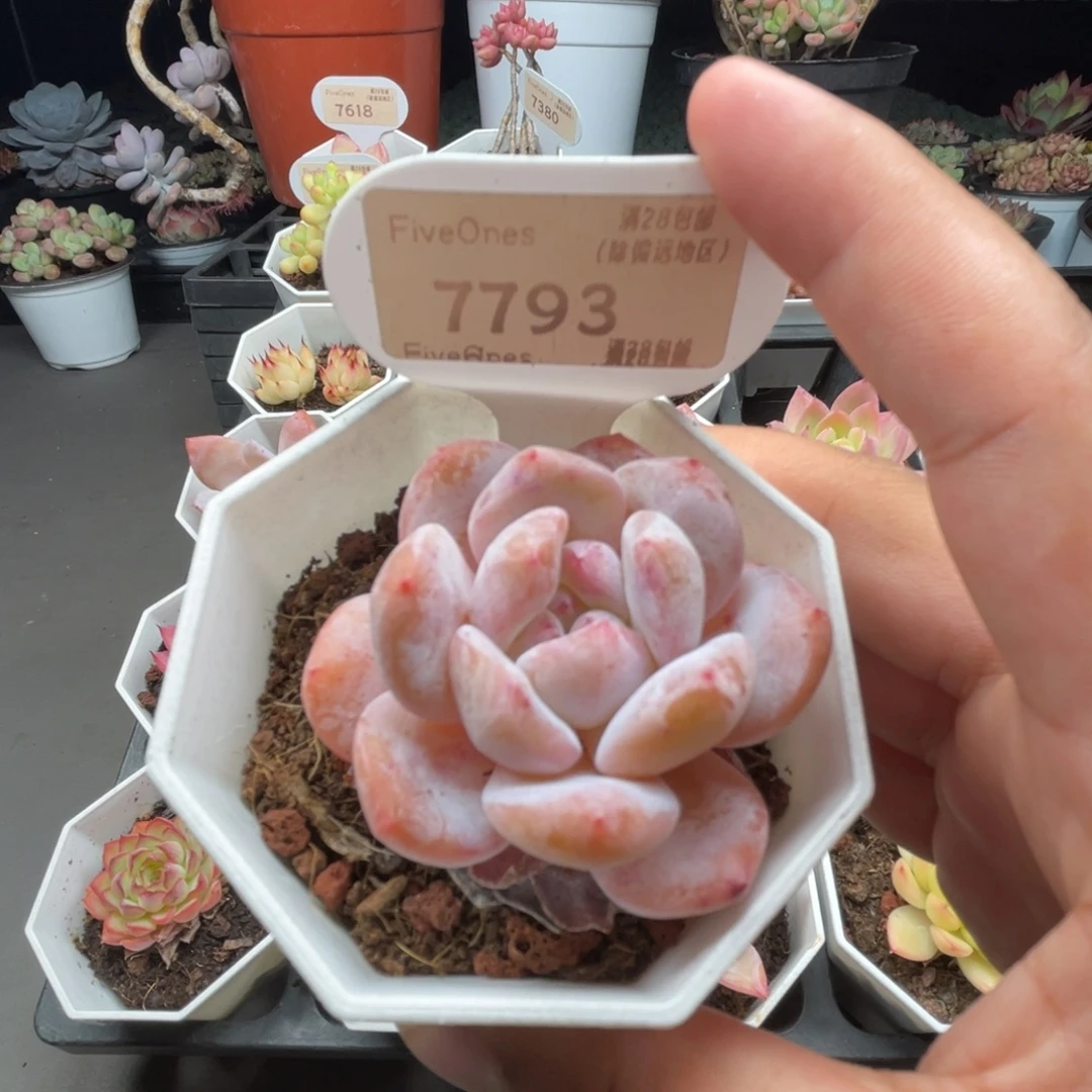 7793冰 橙4.5厘米