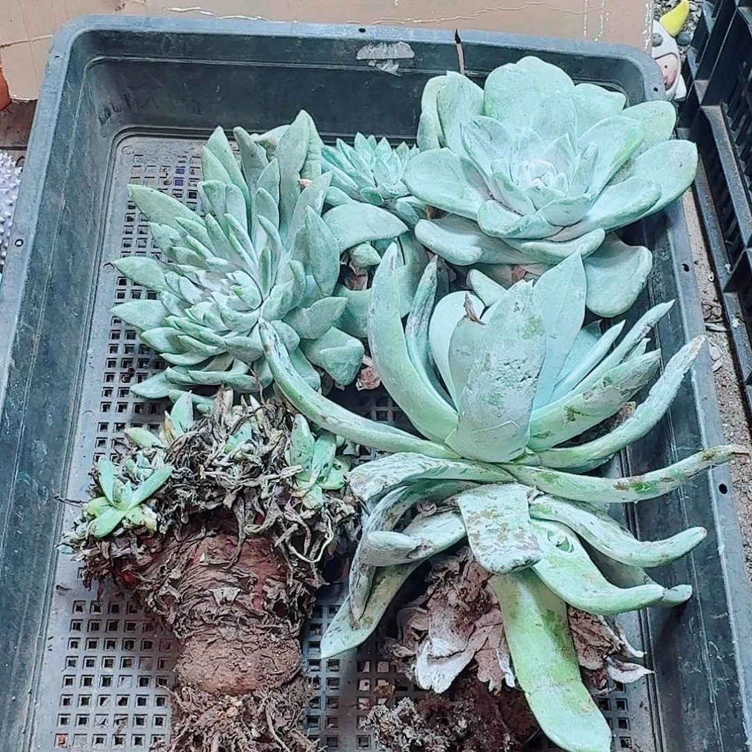 6182瑕疵框拍不售后