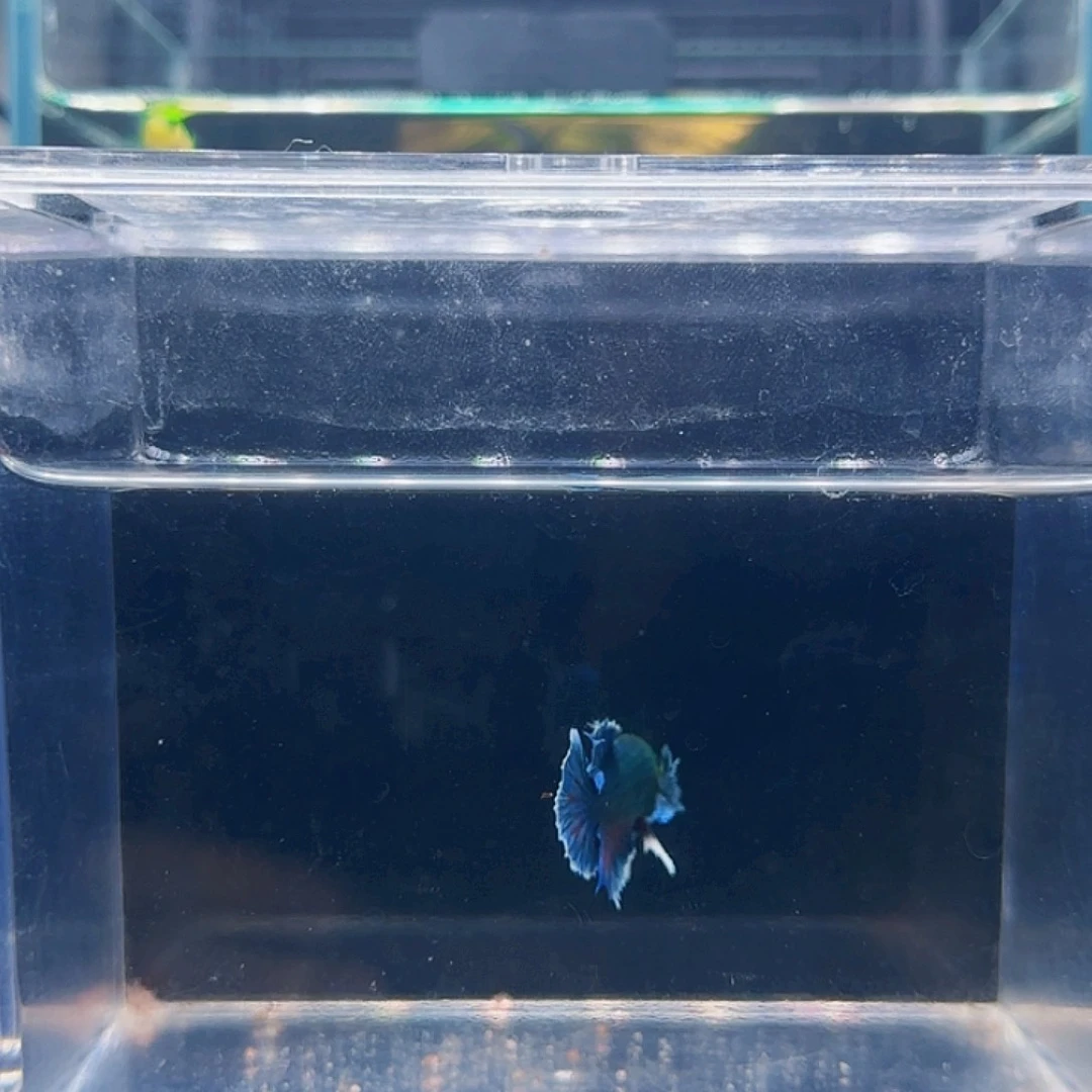 斗鱼活体观赏鱼好养耐活