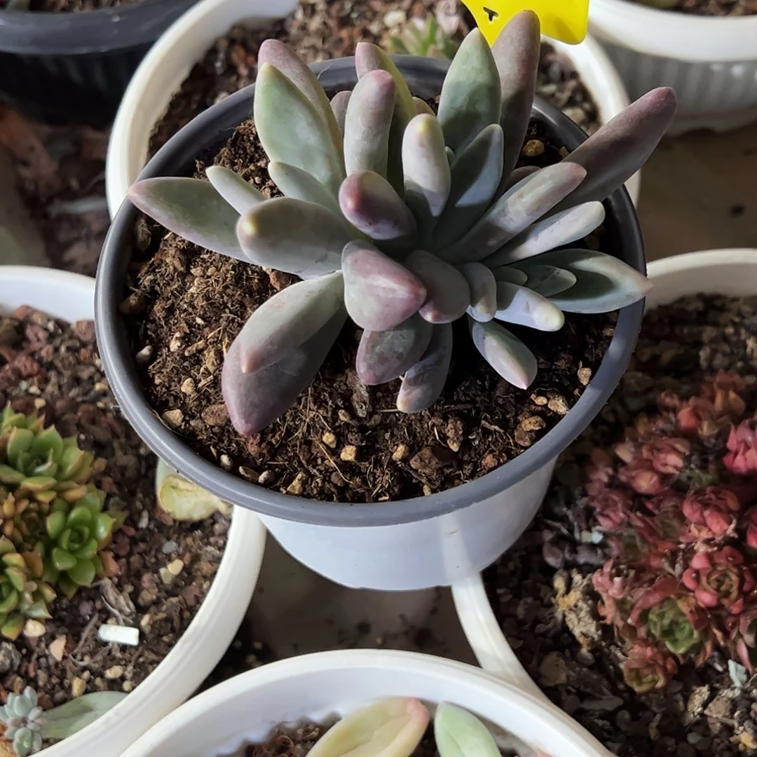 华***金粒子星球多肉植物