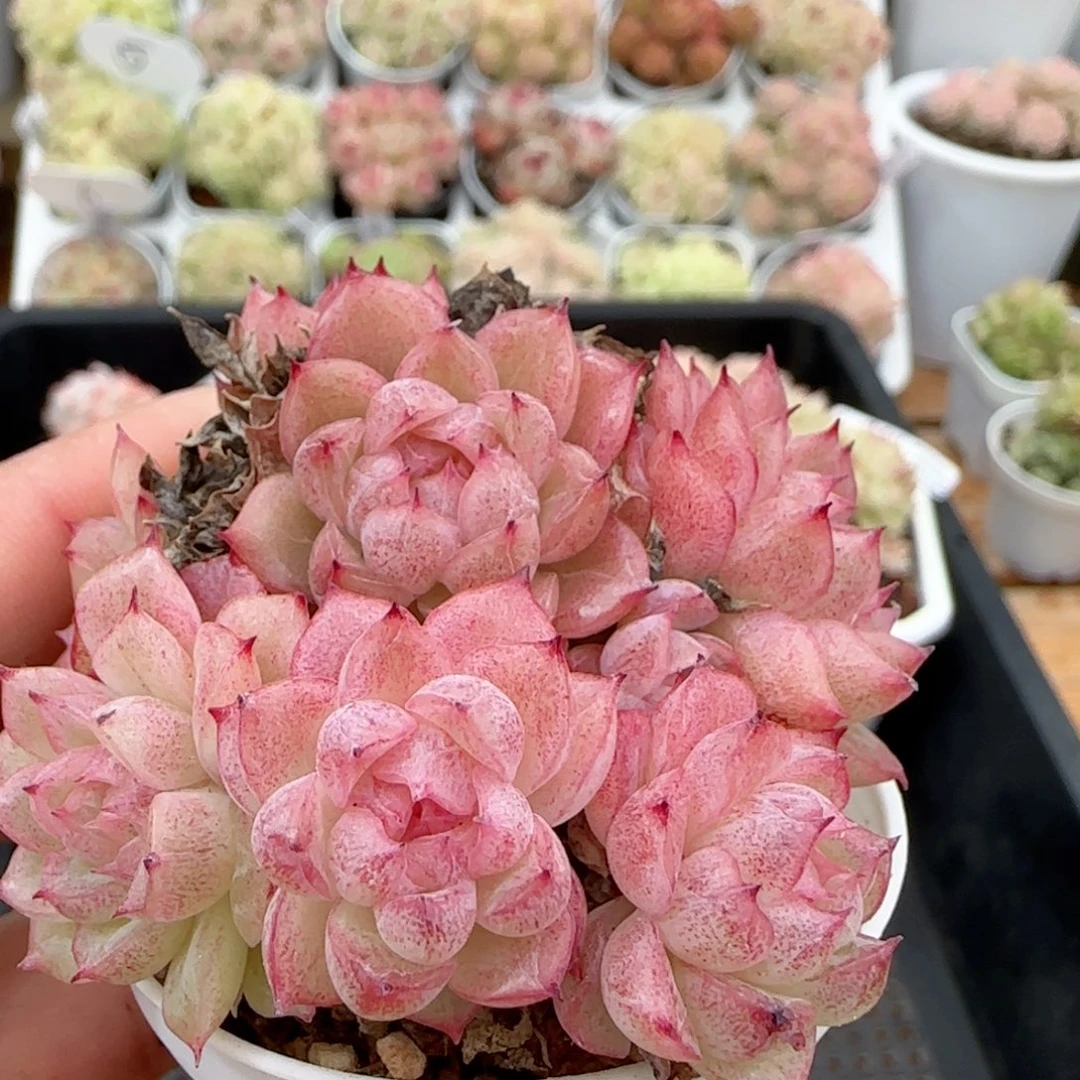 【闪购商品】0119-37新年福利
