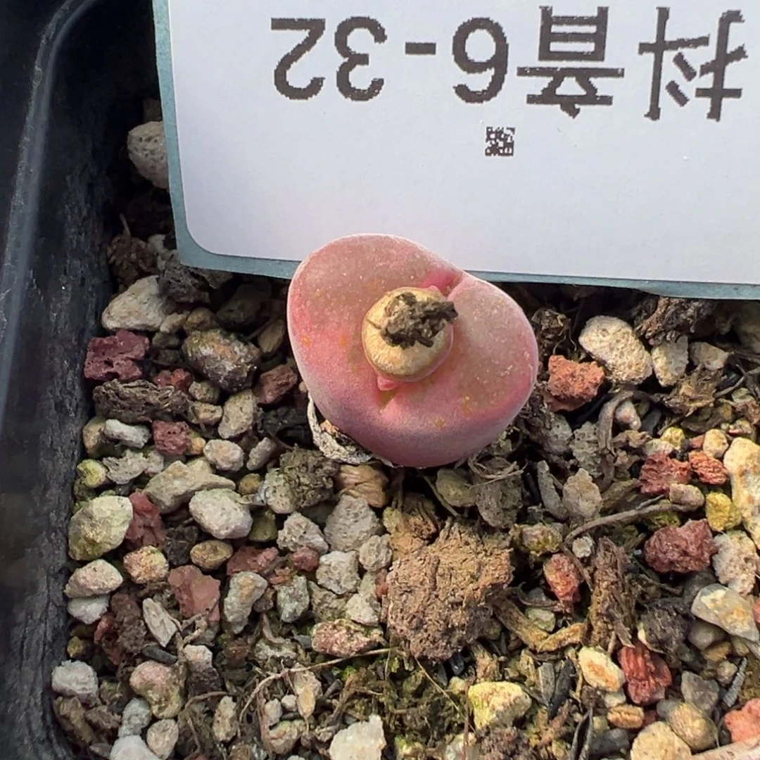 6-32肉锥多肉植物