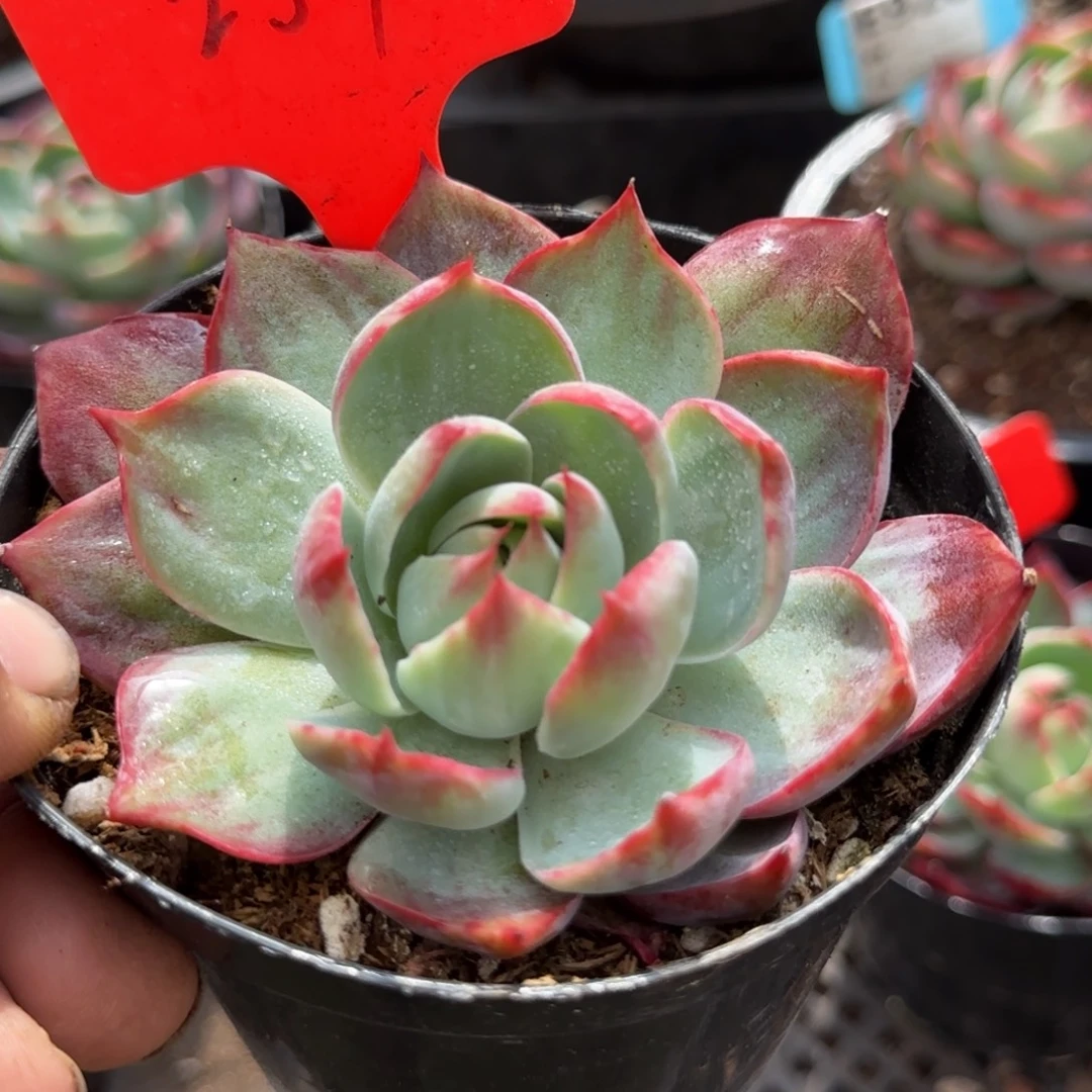 惊鸿一物一拍包装收缩花旱257