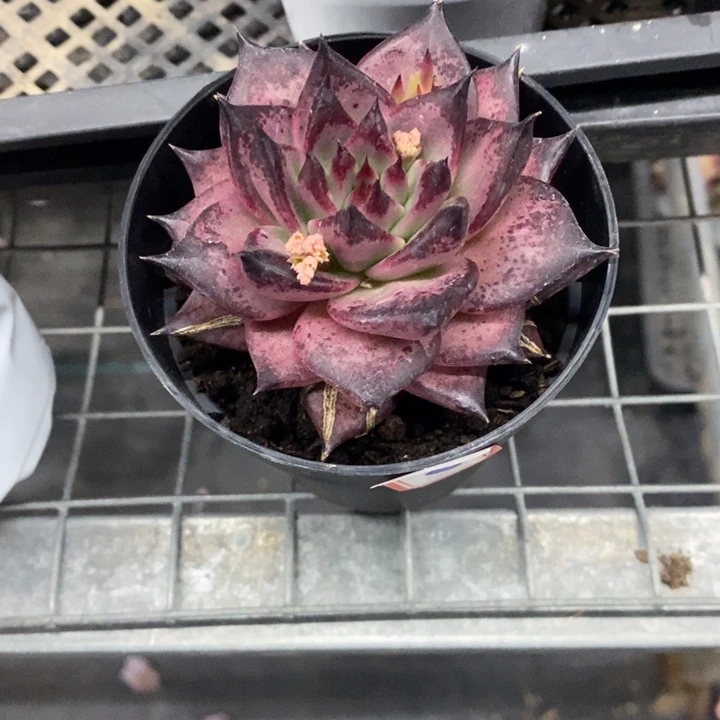 ?*?红弹指多肉46