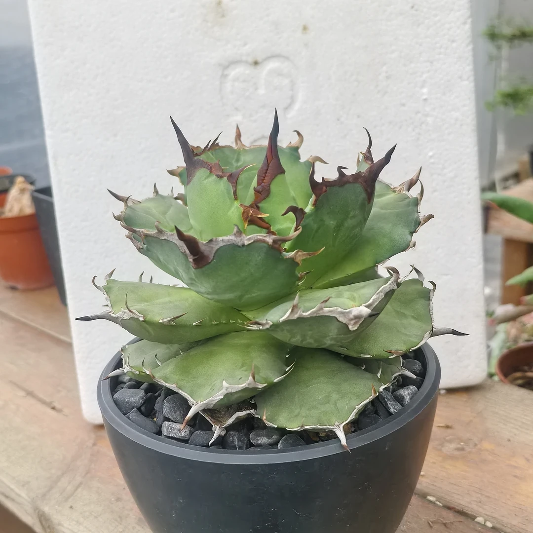 平肩海豹仁王冠龙舌兰一物一拍潮流块根仙人球植物