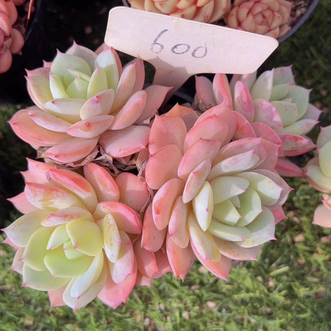 香玉的故事是一个人的故事吗