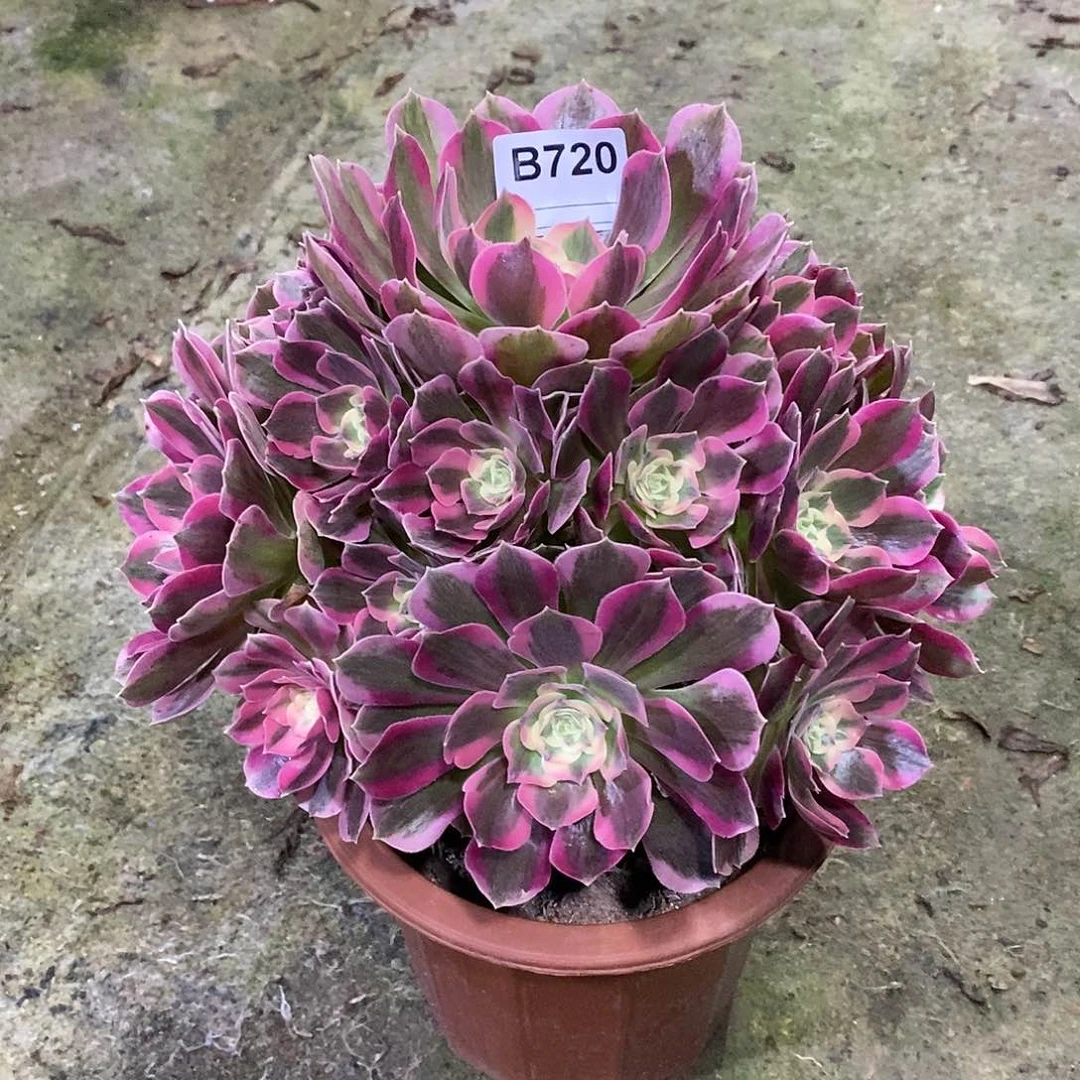 粉女郎多肉植物720