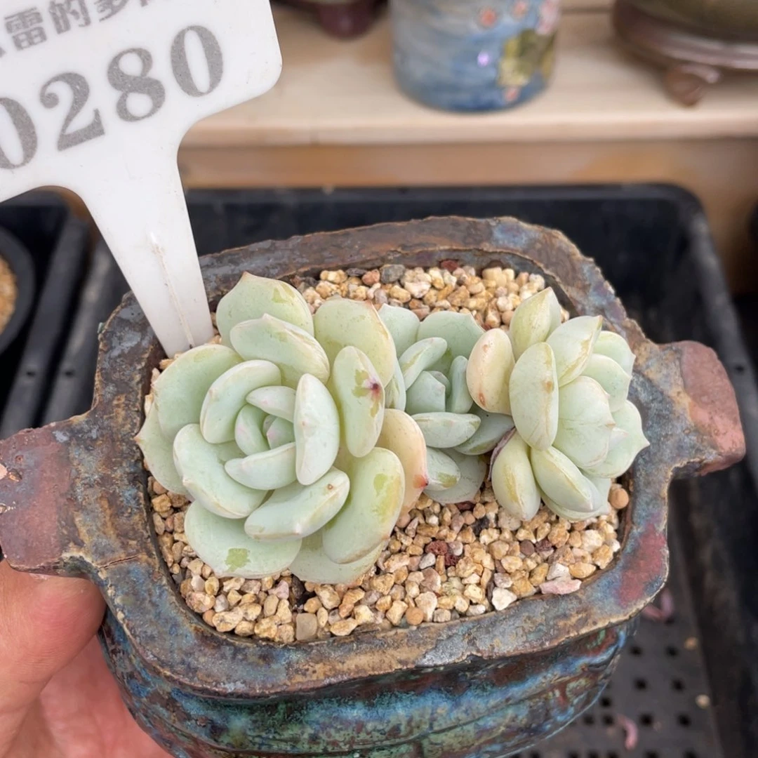 0280飘雪不带盆8厘米