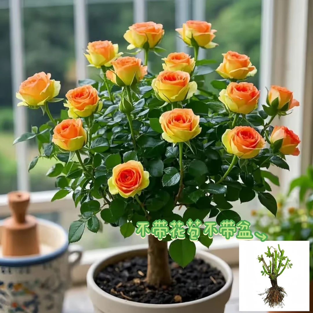 玫瑰花苗新品种 库伊拉双生 绿植盆栽新鲜月季花卉 浓香 云南发货