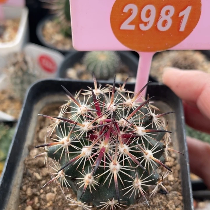 实生紫宝玉29810000