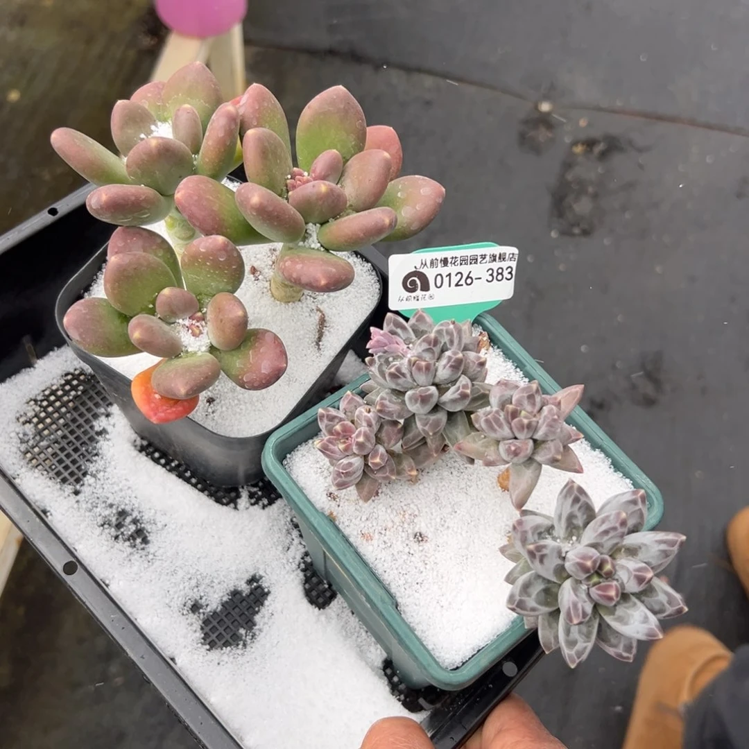 多肉一物一拍0126-383