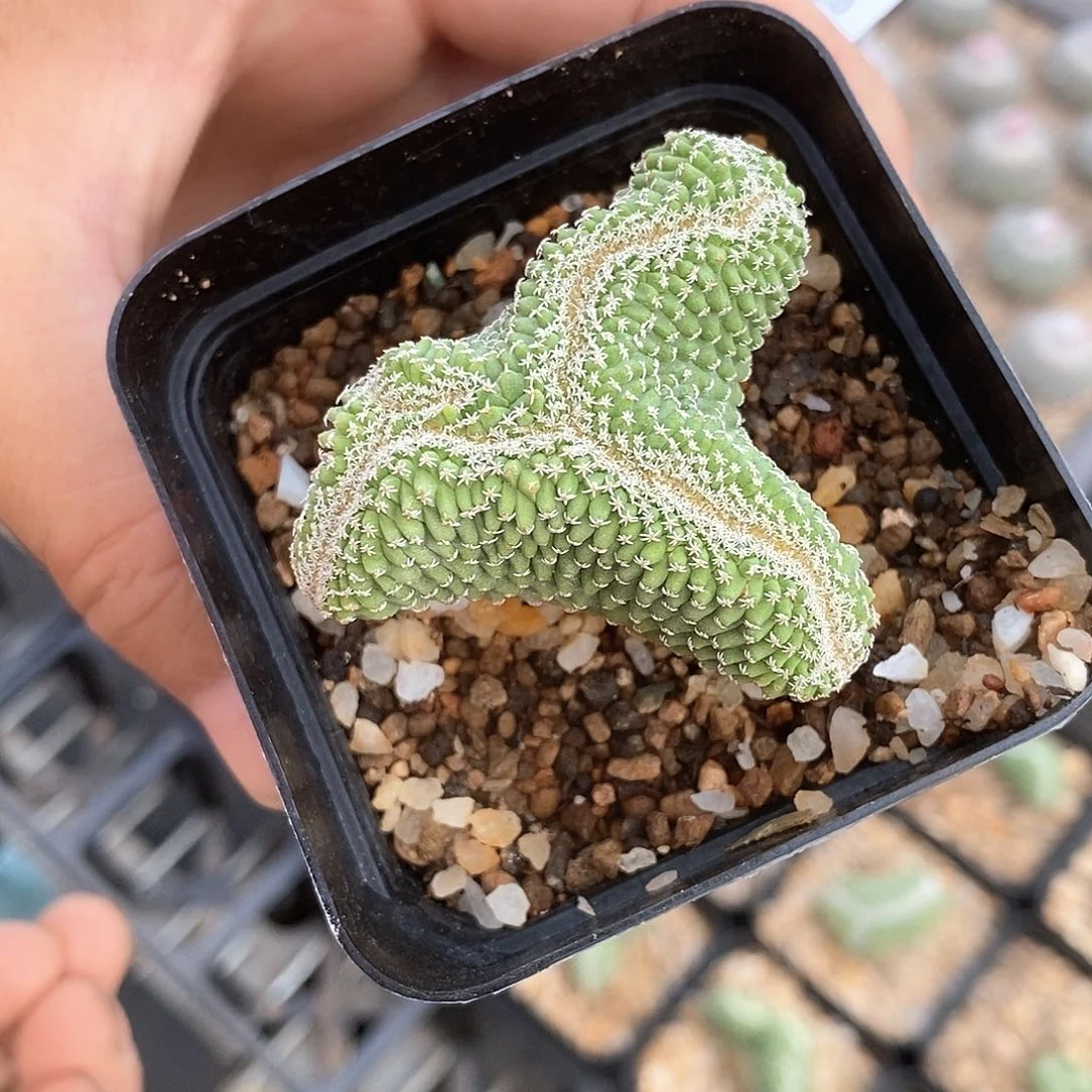 用****5土土土花花花花花花花花
