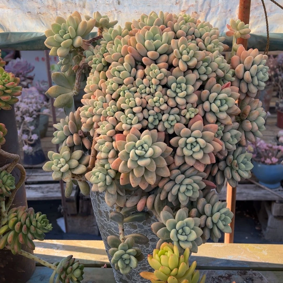 整装无砍老庄香水洛神带盆