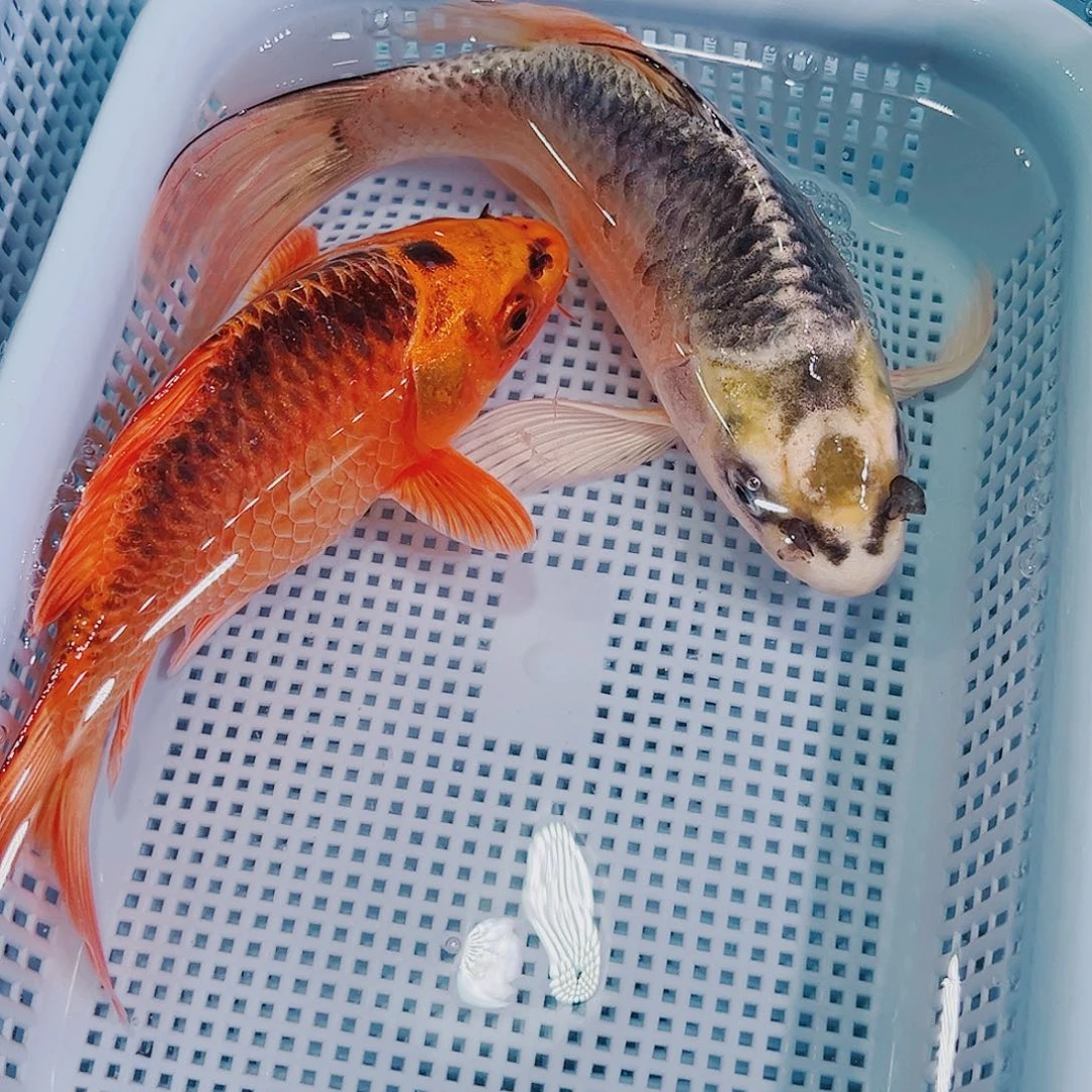 锦鲤锦鲤冷水鱼观赏118