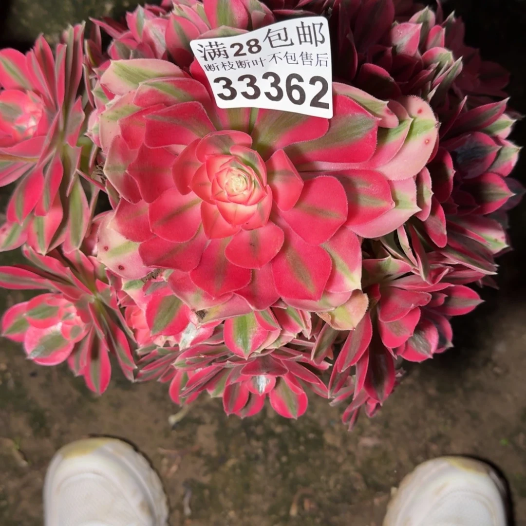 33362女巫多肉植物