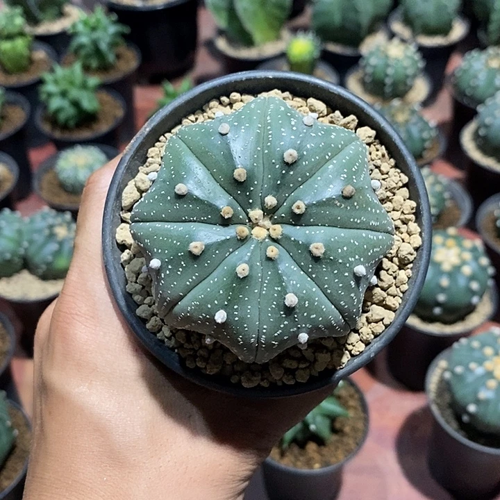 别***z超兜实生脱土发货