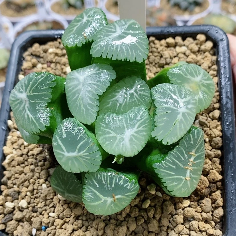 【闪购商品】142翠星万象