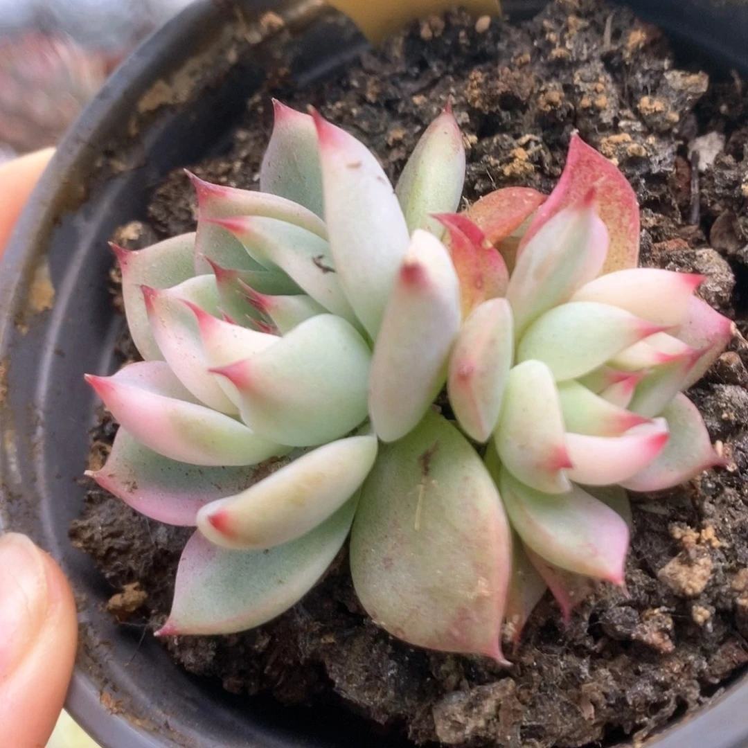 082锦锦锦锦锦锦锦