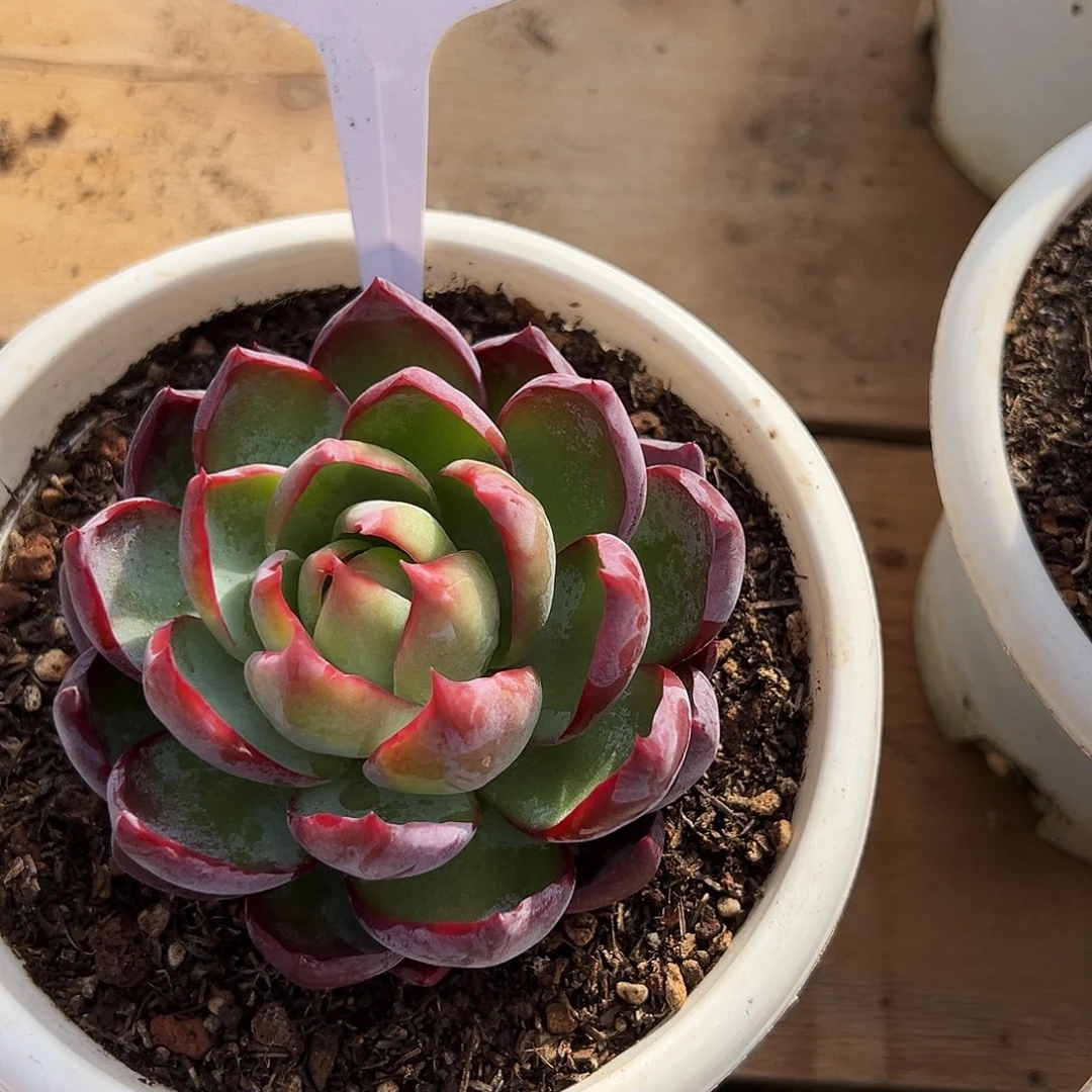 蒅***惊鸿仙子一物一拍206号