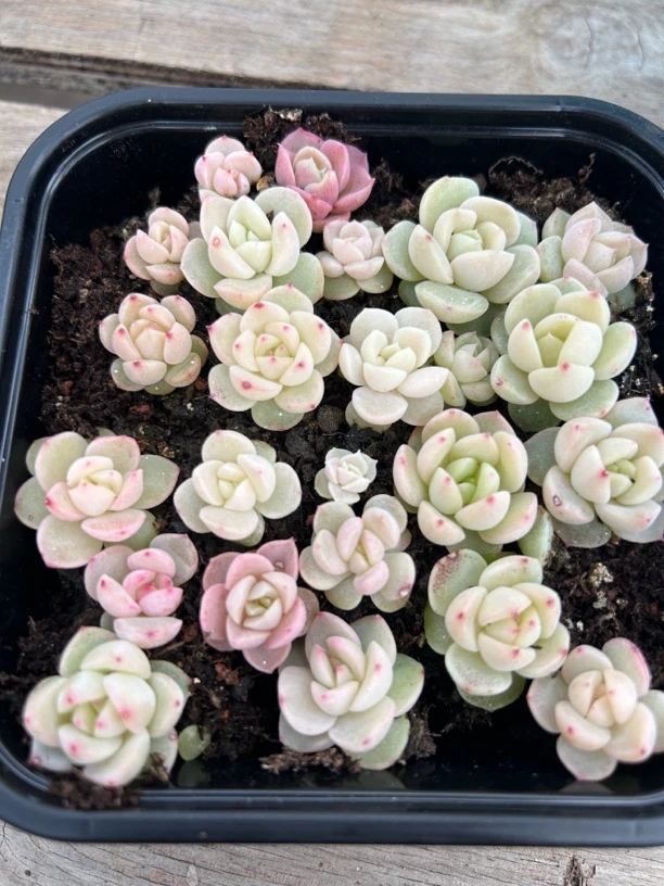 糖心珍妮一物一拍014