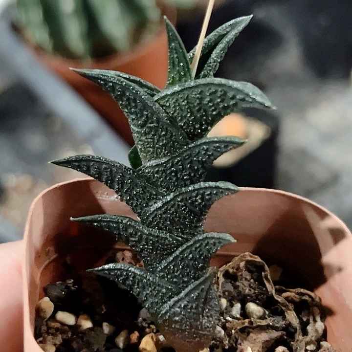 硬叶尼古拉仙人球